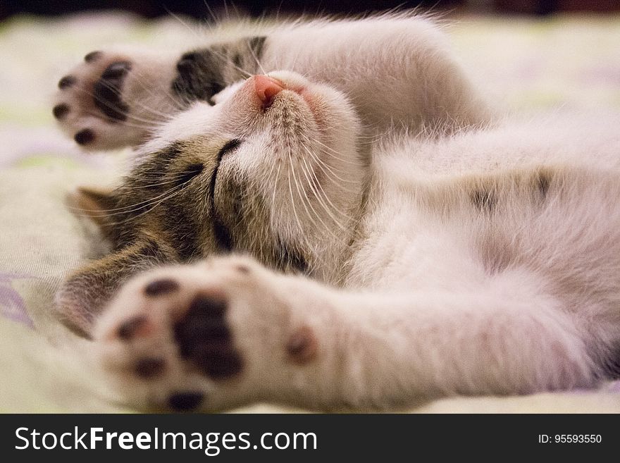 Portrait of kitten sleeping on back with outstretched paws. Portrait of kitten sleeping on back with outstretched paws.