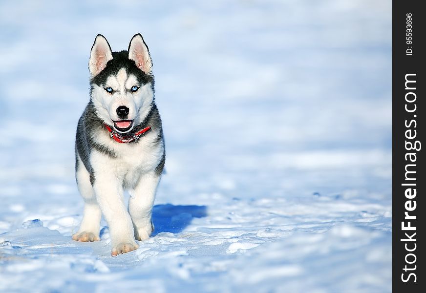 Portrait of young Siberian Husky puppy in snow outside on sunny day.