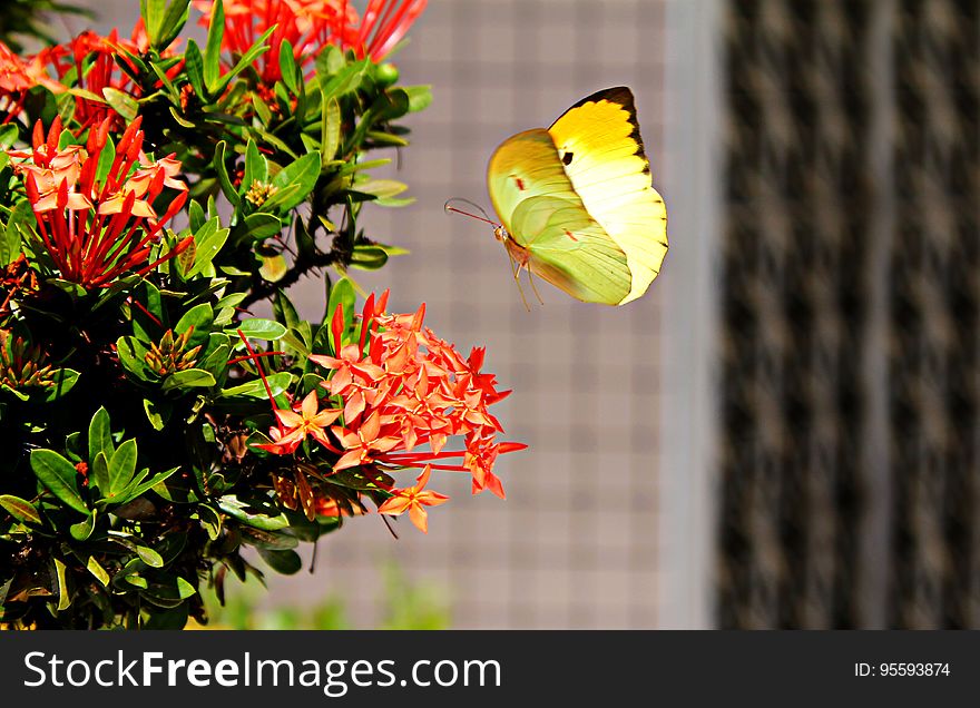 Yellow Butterfly Hovering over Red Ixora