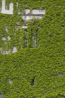 Ivy Royalty Free Stock Image Ivy Royalty Free Stock Image
