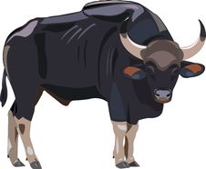 Indian Bison Stock Image Indian Bison Stock Image