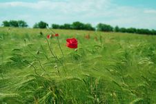 Red Poppies Field Stock Photo Red Poppies Field Stock Photo