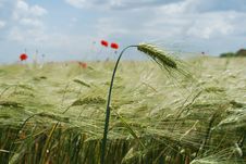 Red Poppies Field Stock Images Red Poppies Field Stock Images