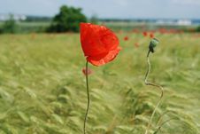 Red Poppies Field Stock Photos Red Poppies Field Stock Photos