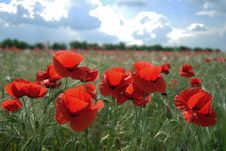 Red Poppies Field Stock Photography Red Poppies Field Stock Photography