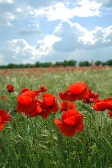 Red Poppies Field Royalty Free Stock Photography Red Poppies Field Royalty Free Stock Photography