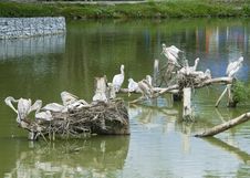 Pelicans Stock Photo Pelicans Stock Photo