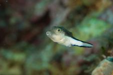 Puffer Fish Stock Image Puffer Fish Stock Image