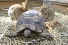 Terrapin And Two Rabbits Royalty Free Stock Photo