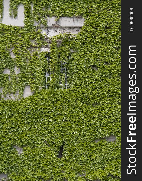 A wall with one window covered by ivy, taken in the gardens of Prague Castle.