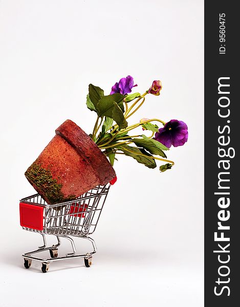 Large flower in a grocery cart.