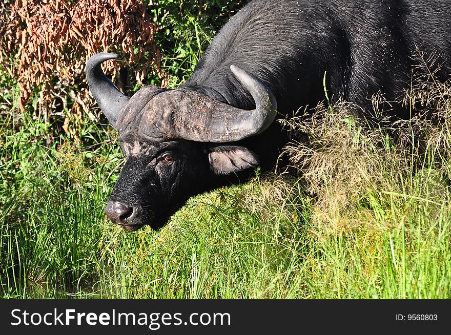 Water buffalo drinking on river bank