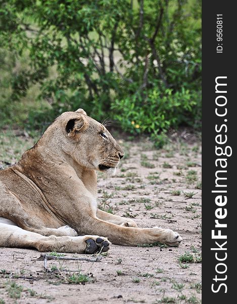 Lion watching over the den. Lion watching over the den