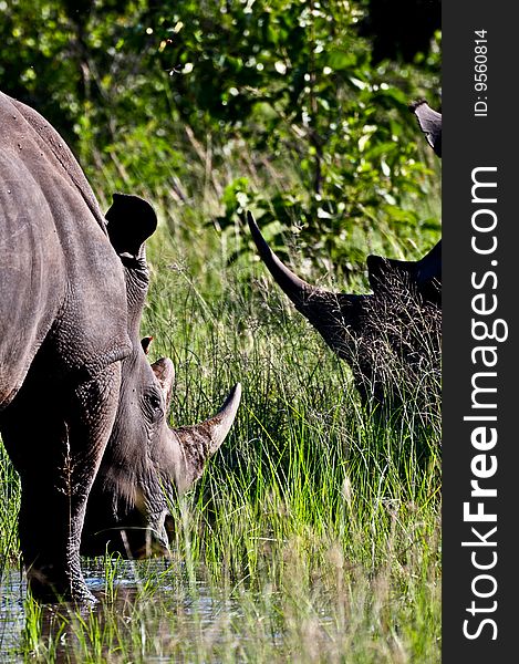 Rhinos drinking water in the tall grass. Rhinos drinking water in the tall grass