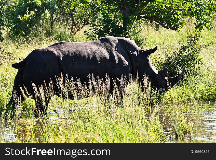 Rhino grazing and drinking water