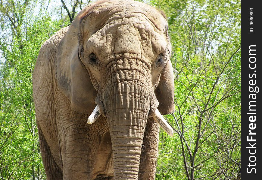 An elephant posing for his picture, at the zoo.