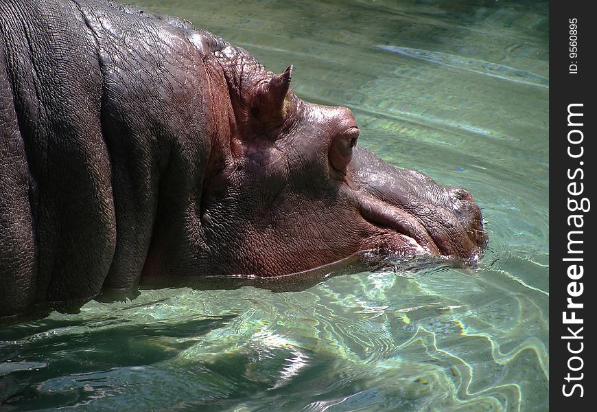 Hippo