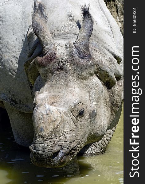 A rhino, going in to the pool for a dip on a hot day at the zoo.