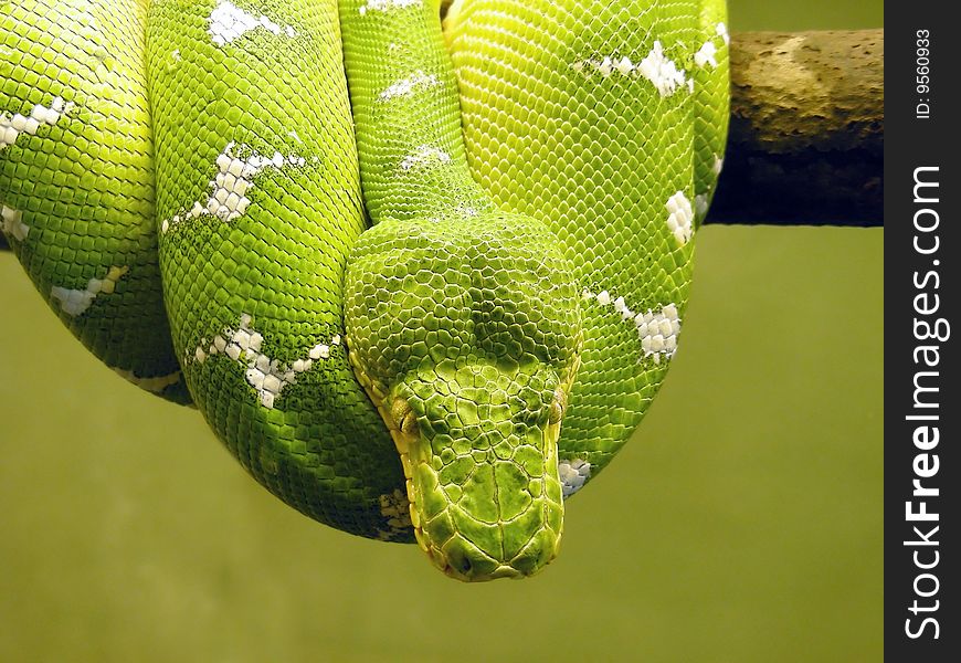 Ooooo slithery - a cobra hanging out, literally, at the zoo. Ooooo slithery - a cobra hanging out, literally, at the zoo.