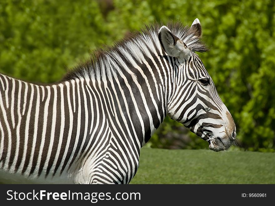 Lots and lots of stripes on this zebra at the Toronto zoo.