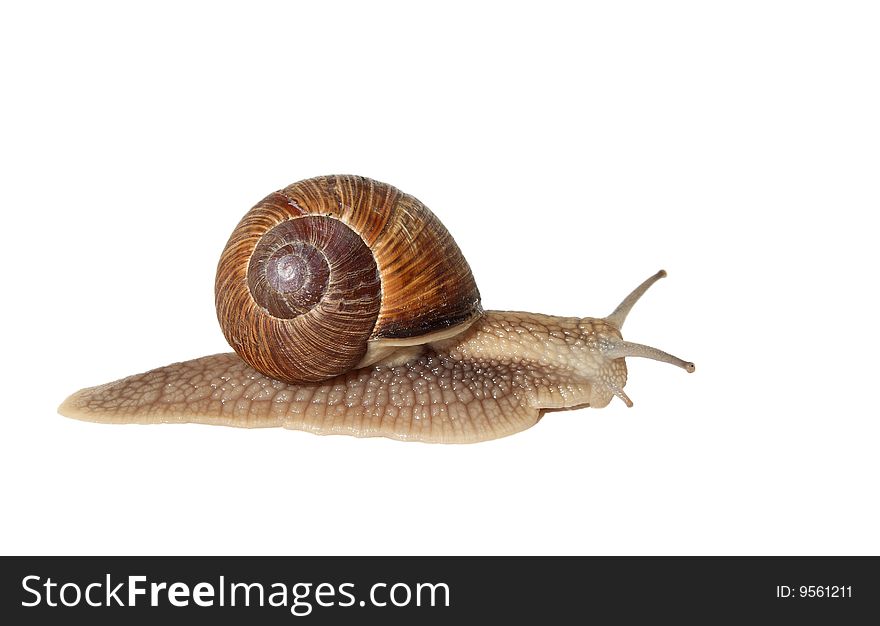Edible snail - an appetizer of the french cuisine. Edible snail - an appetizer of the french cuisine