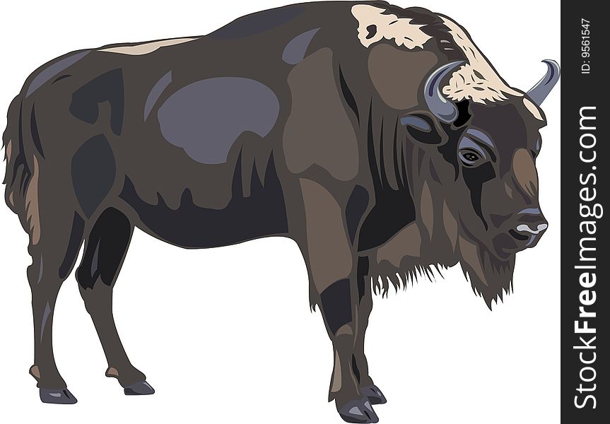 European bison are endangered species, very scarce.