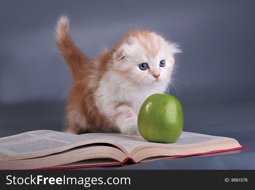 Kitten, the book and  green apple