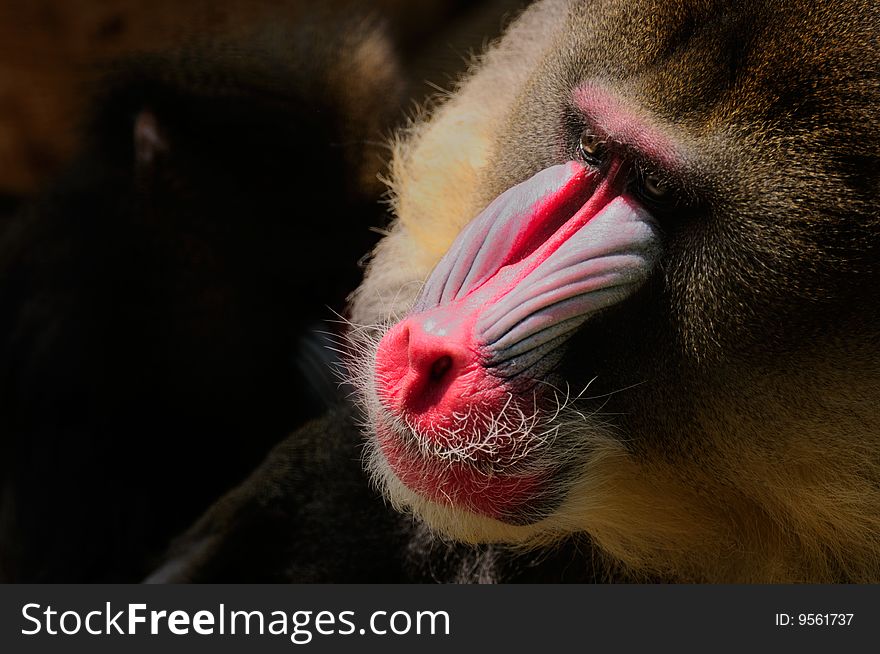 The Mandrill is an omnivore and acquires its food by foraging.