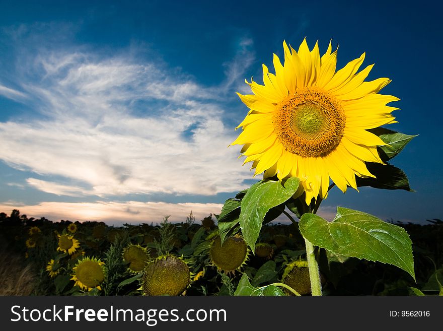 A  gold sunflower on a background of the evening blue cloudy sky