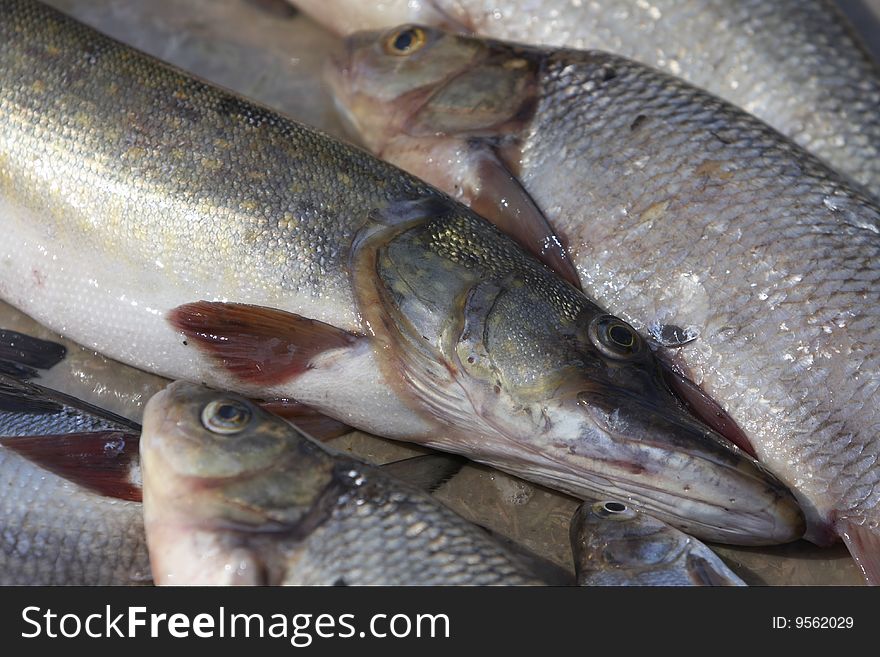 Live fresh fish at the sorting table