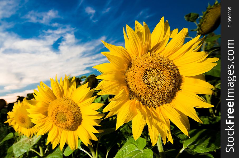 A picture of gold sunflowers on a background of the blue sky