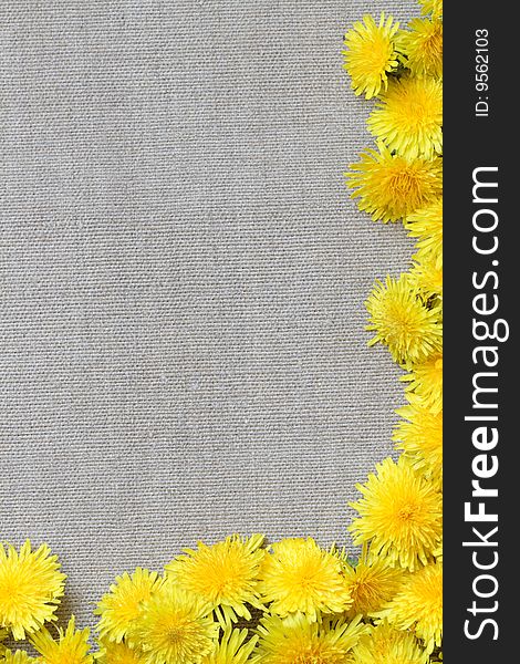 Border made from dandelion flowes lying on canvas background. Border made from dandelion flowes lying on canvas background