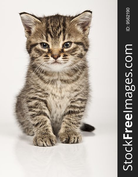 Cute striped kitten on white background