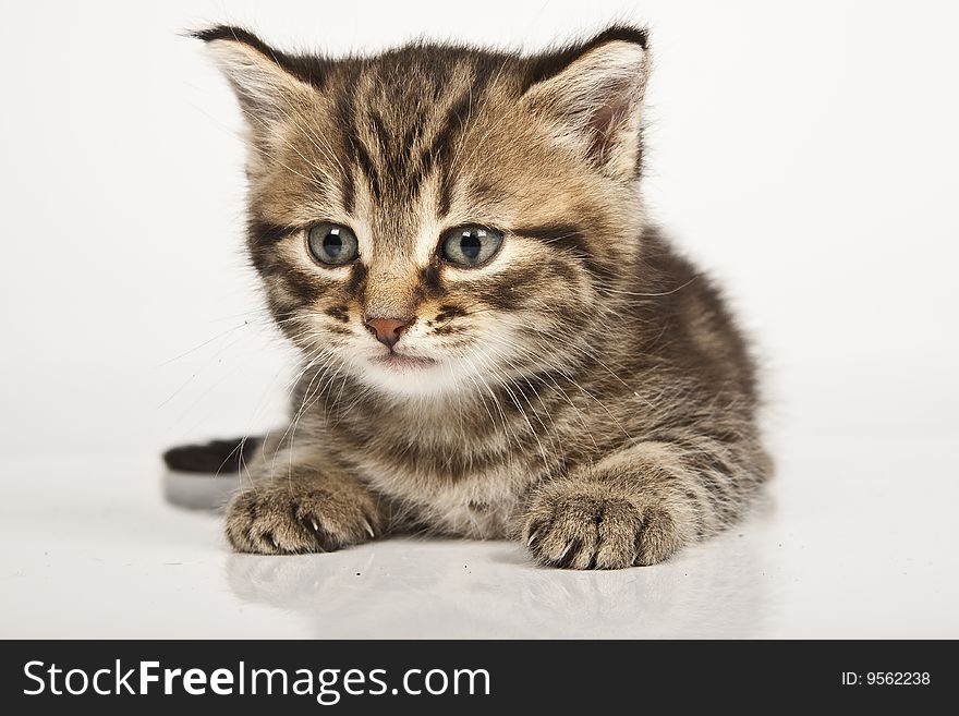 Cute striped kitten on white background