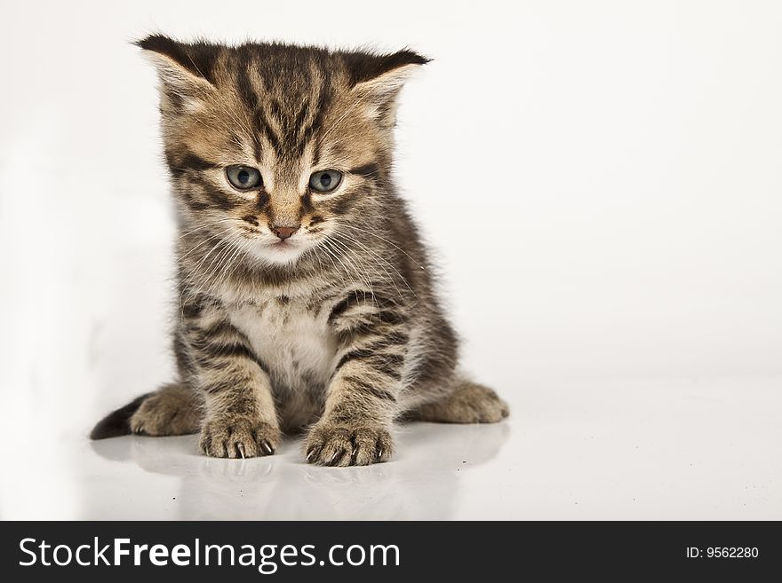 Cute striped kitten on white background