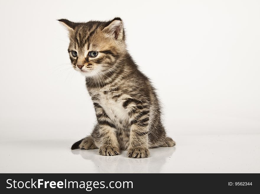 Cute striped kitten on white background