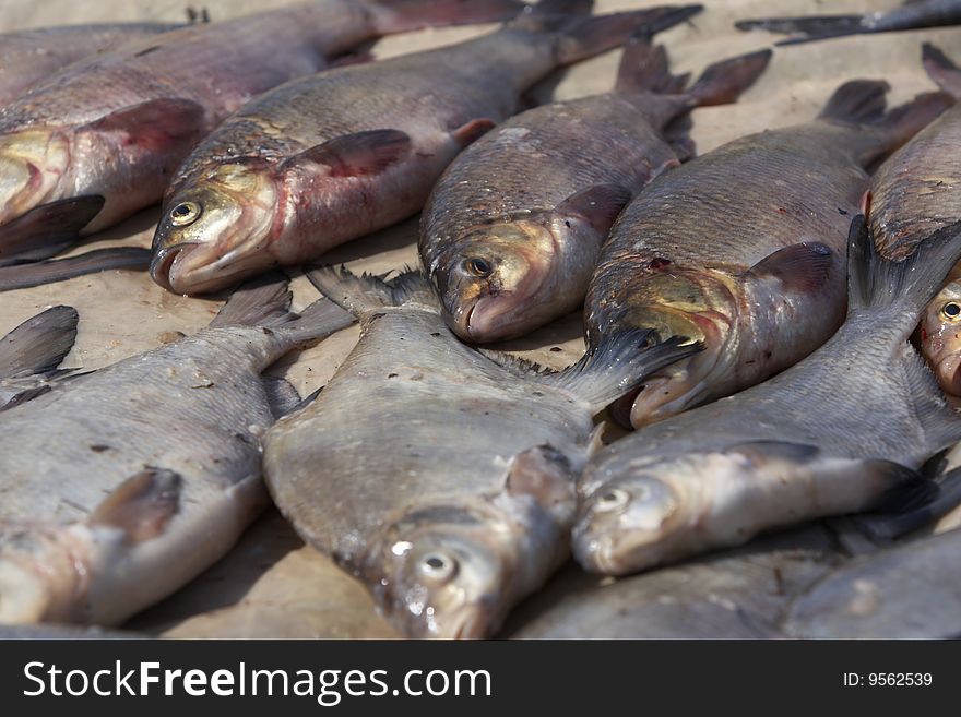 Live fresh fish at the sorting table