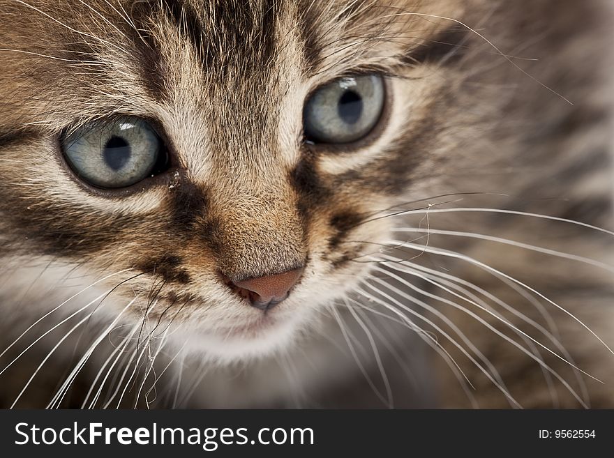 Cute striped kitten on white background