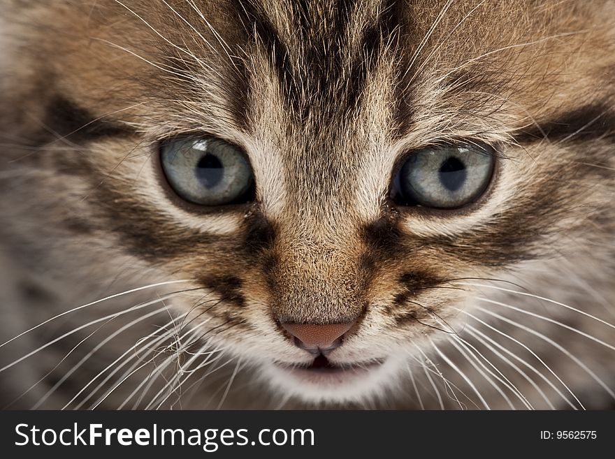 Cute striped kitten on white background