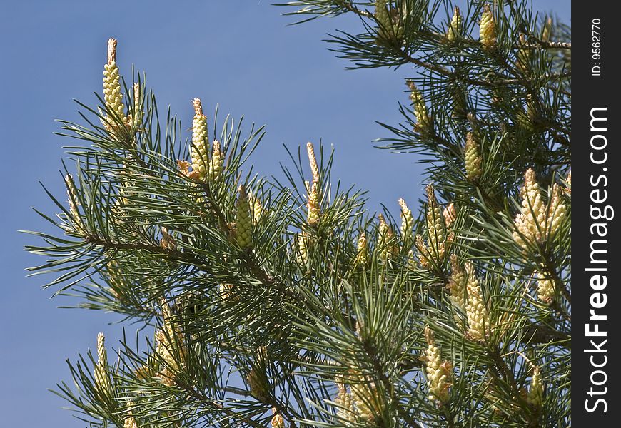 Pine Tree With New Cones