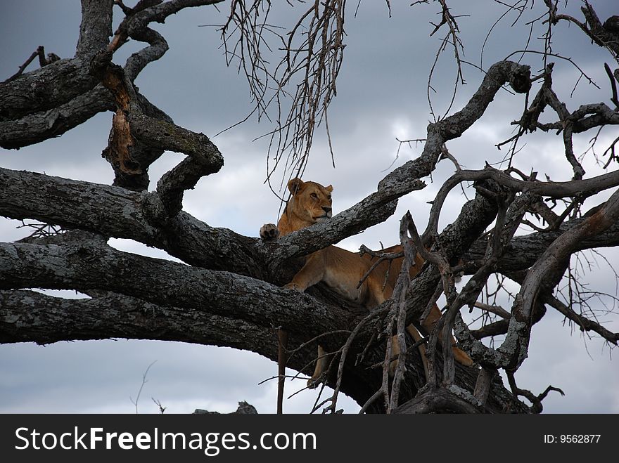 Female lion in tree, Serengeti, Tanzania, Africa