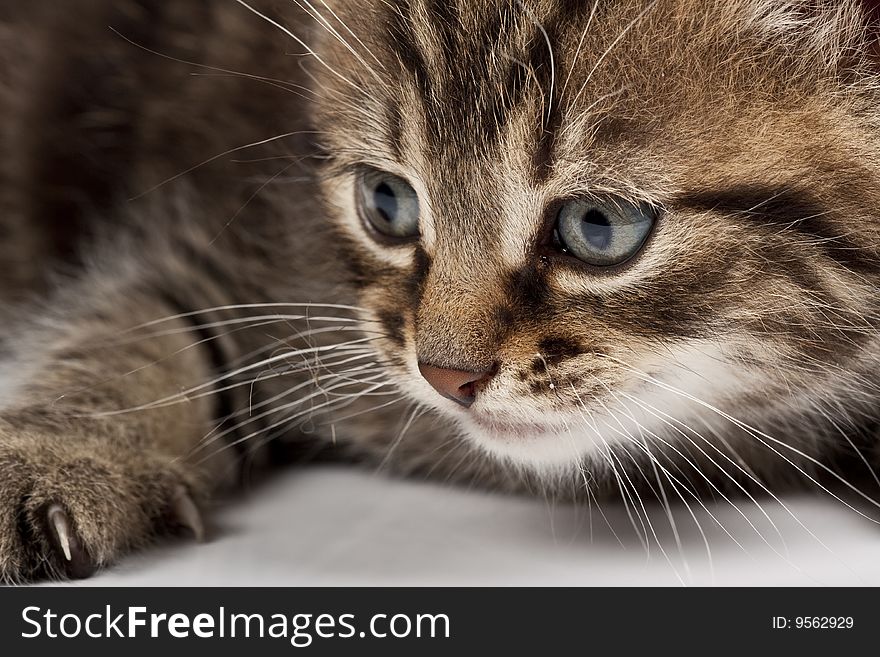 Cute striped kitten on white background