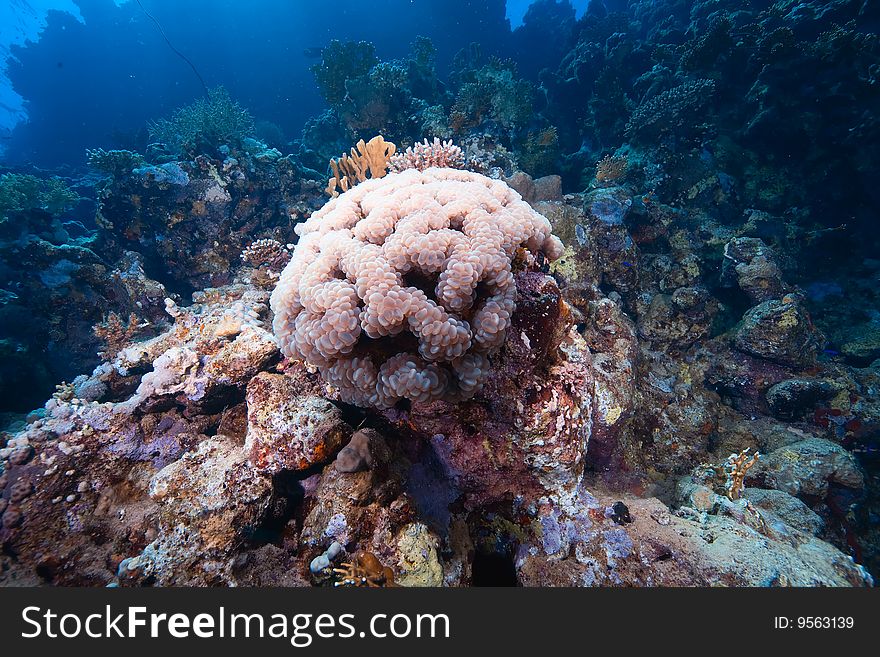 Ocean, fish and coral taken in the red sea.