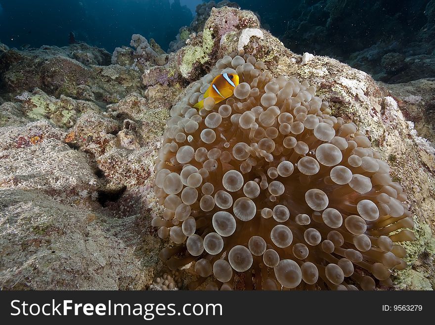 Ocean, fish and  bubble anemone taken in the red sea. Ocean, fish and  bubble anemone taken in the red sea.