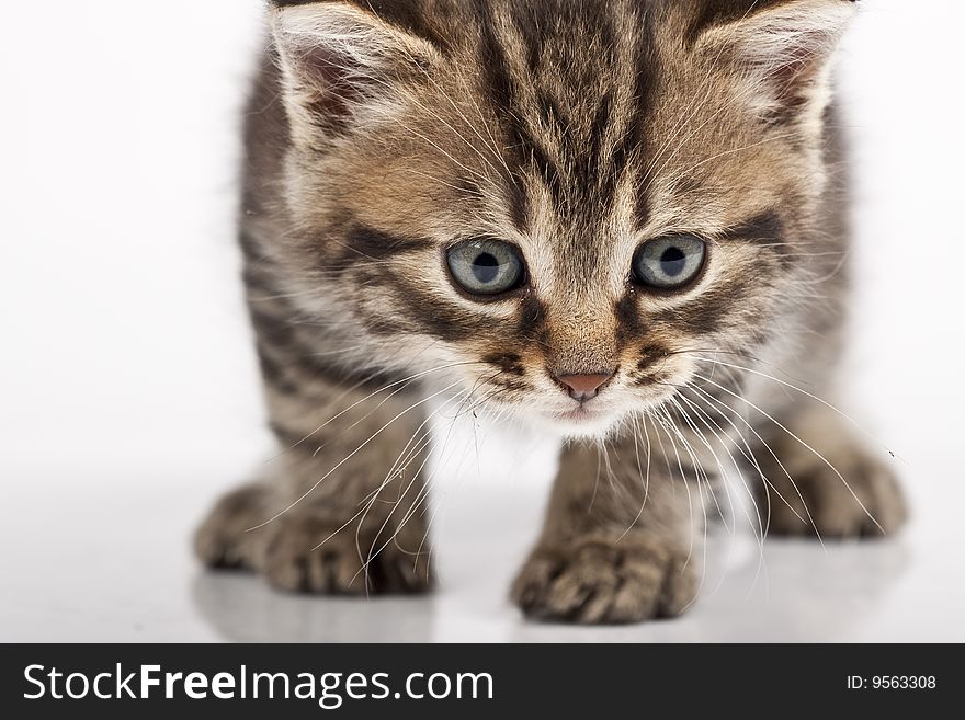 Cute striped kitten on white background
