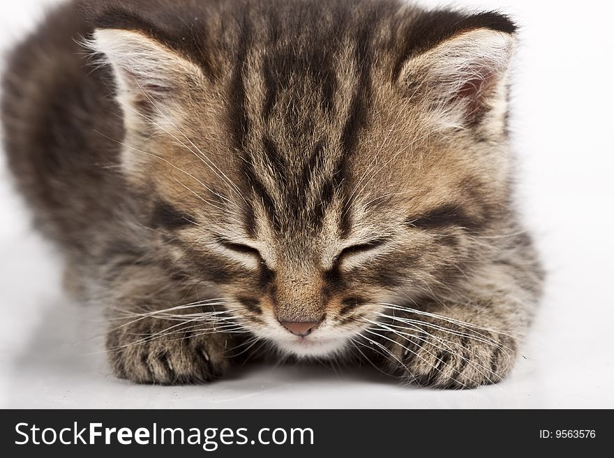 Cute striped kitten on white background