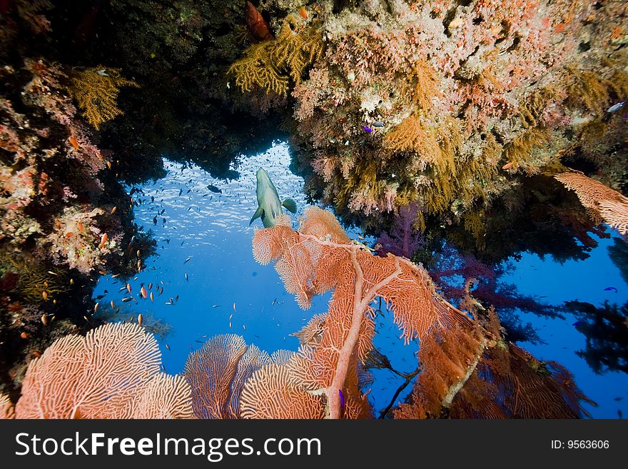 Ocean, fish and coral taken in the red sea.