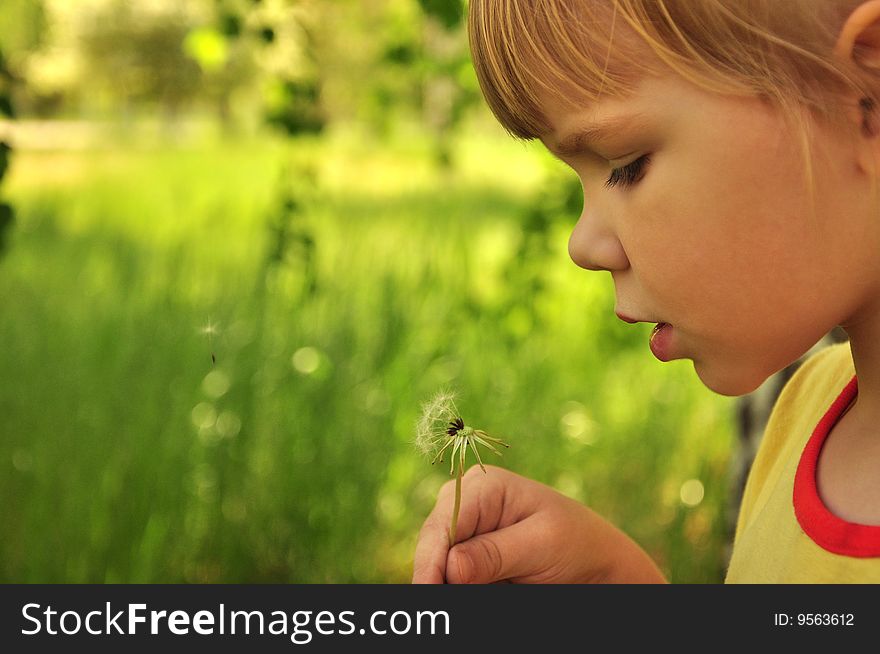 The girl blows on a dandelion. The girl blows on a dandelion