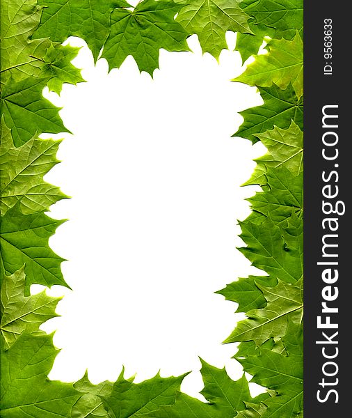 The frame of the maple leaf. The frame of the maple leaf