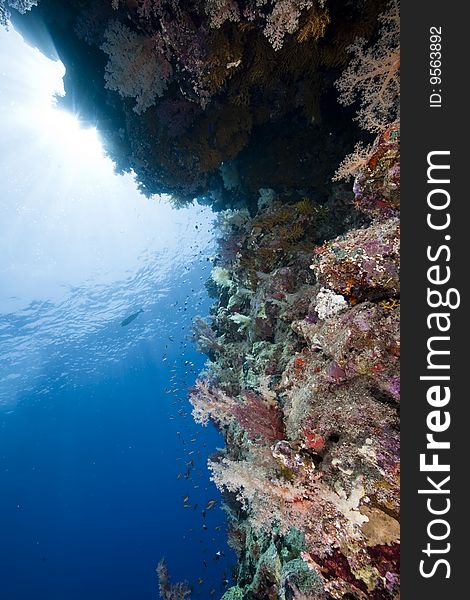 Ocean, fish and coral taken in the red sea.